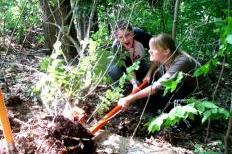 Volunteers remove invasive shrubs at Glenwood Children's Park (Courtesy Simon Widstrand)