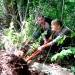 Removing weeds in Glenwood Children's Park