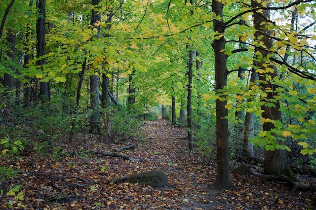 On a trail in the UW-Madison Arboretum