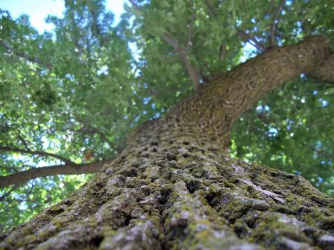 Ash tree