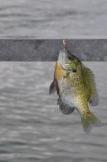 Bluegill caught in Lake Monona