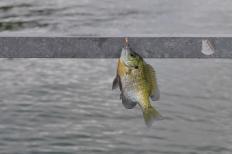 A fresh bluegill caught in Lake Monona. The state recommends women of childbearing years and children under 15 eat it at most once a week (Yilang Peng/Madison Commons)