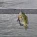Bluegill caught in Lake Monona