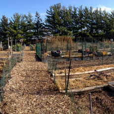 Sheboygan Community Garden, late autumn