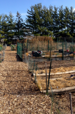 Sheboygan Community Garden, late autumn