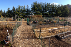 Sheboygan Community Garden, late autumn