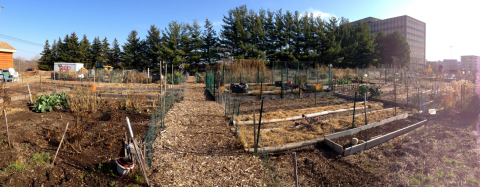 Sheboygan Community Garden, late autumn