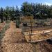 Sheboygan Community Garden, late autumn