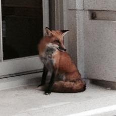 Fox on capitol building