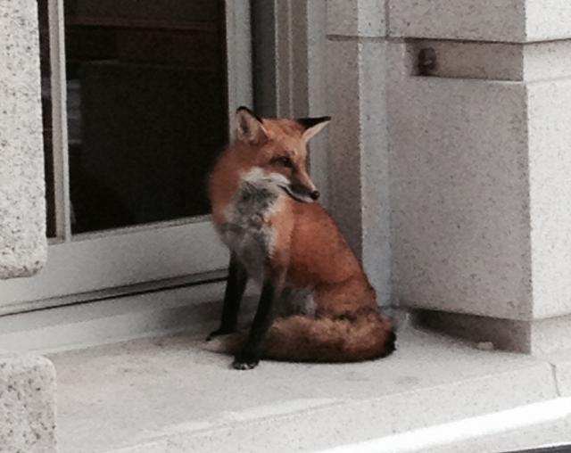 Craig Trost, a staffer in Rep. Chris Taylor's office, saw this fox hanging around the state capitol the first week of January. (Photo Credit: Craig Trost)