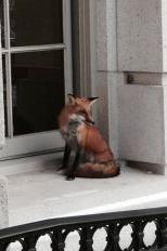 Fox on capitol building