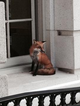 Fox on capitol building