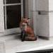 Fox on capitol building