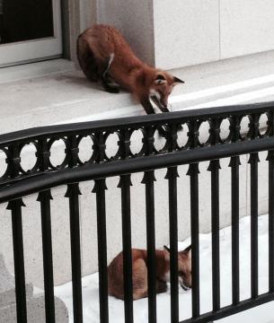 Foxes around Capitol Square