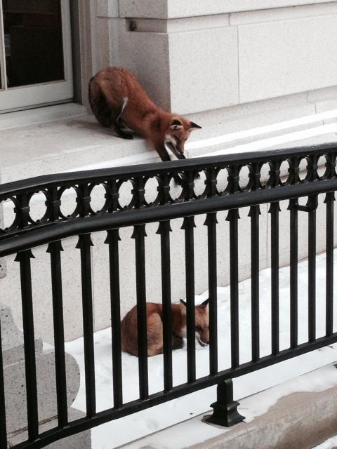 Foxes around Capitol Square