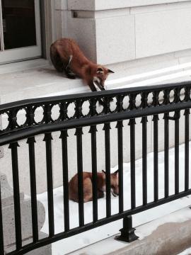 Foxes around Capitol Square