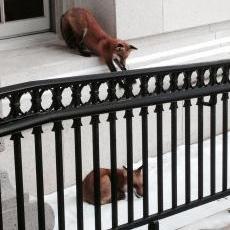 Capitol foxes