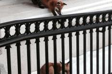 Capitol foxes: Photo Credit: Craig Trost