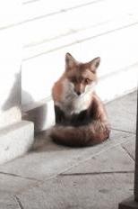 Fox