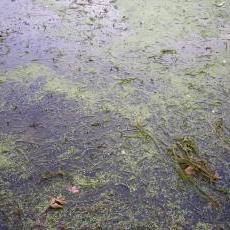 Algae blooms, Lake Mendota