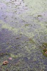 Algae blooms, Lake Mendota