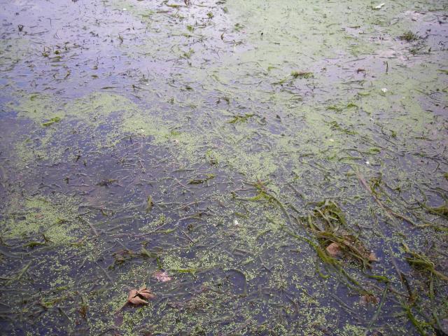 Algae blooms, Lake Mendota