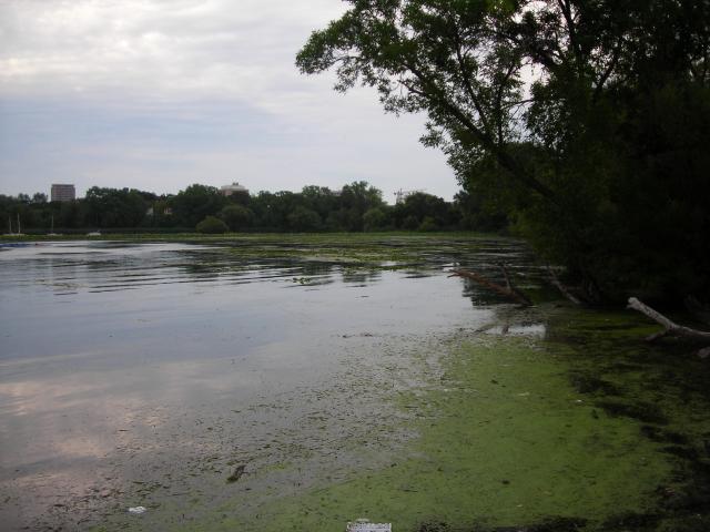 Algae, Lake Mendota