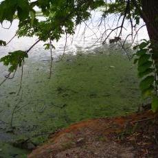 Lake Mendota, August 2012