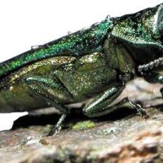 Emerald Ash Borer