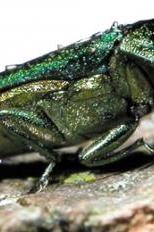 Emerald Ash Borer