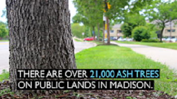 Madison Ash trees