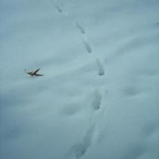 Fox tracks in the snow around Warner Park