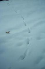 Fox tracks in the snow around Warner Park