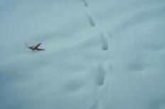 Fox tracks in the snow