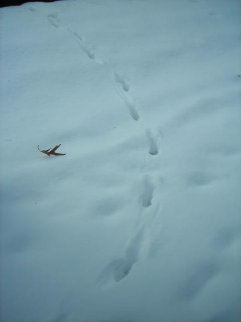 Fox tracks in the snow around Warner Park