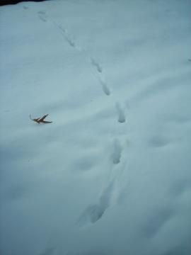 Fox tracks in the snow around Warner Park