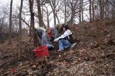 Volunteers removing invasives and planting native shrubs at Glenwood Children's Park. (Photo by Sandy Stark