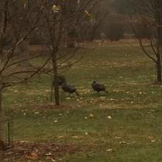 Turkeys in Arboretum