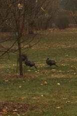 Turkeys in Arboretum