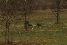 Wild turkeys walk in the Arboretum. Madison is home to a growing number of the birds (Franco Latona/Madison Commons).
