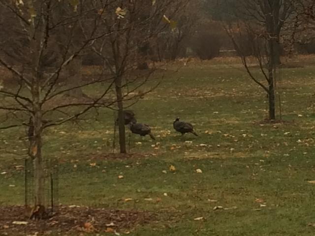 Turkeys in Arboretum