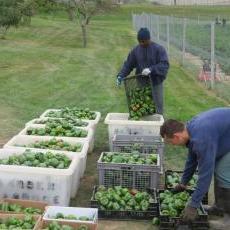 Garden at Oakhill Correctional Institute