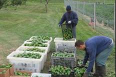 Garden at Oakhill Correctional Institute