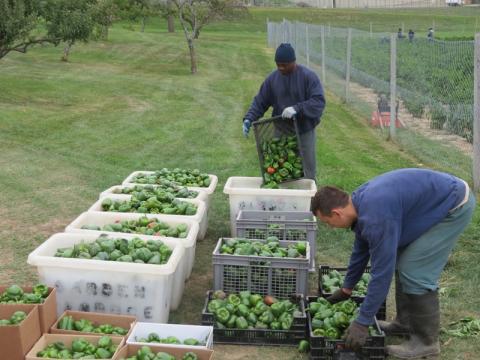 Garden at Oakhill Correctional Institute