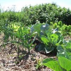 Community garden