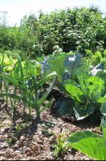 Community garden