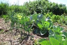 Community garden