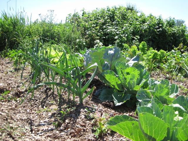 Community garden