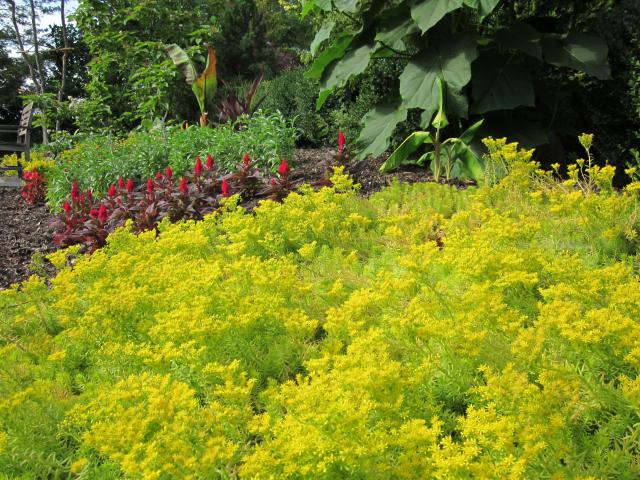 Angelina sedum