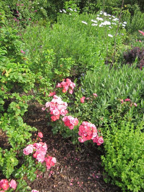 Shrub Roses